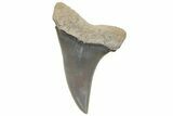 Fossil Mako Tooth - Lee Creek (Aurora), NC #220127-1